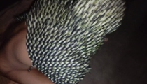 I fucked my older stepsister while she was wearing a hijab.